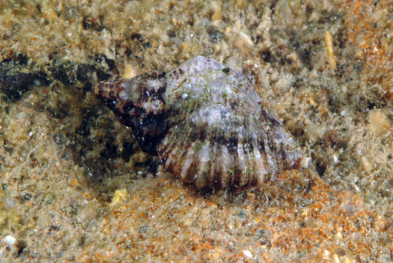 Ocinebrina edwarsi